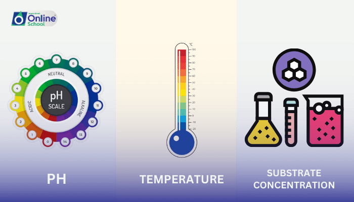 Lesson 03: The Influencers of Enzyme Activity: pH, Temperature, and Substrate Concentration